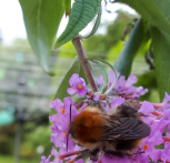 bee on purple flower in garden