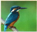 Kingfisher bird sitting on branch with green background