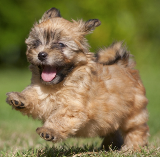 small fluffy brown dog running on grass