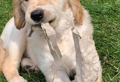 Puppy with cardboard in its mouth
