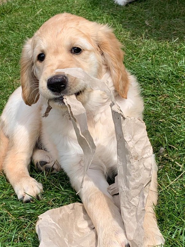 Puppy with cardboard in its mouth